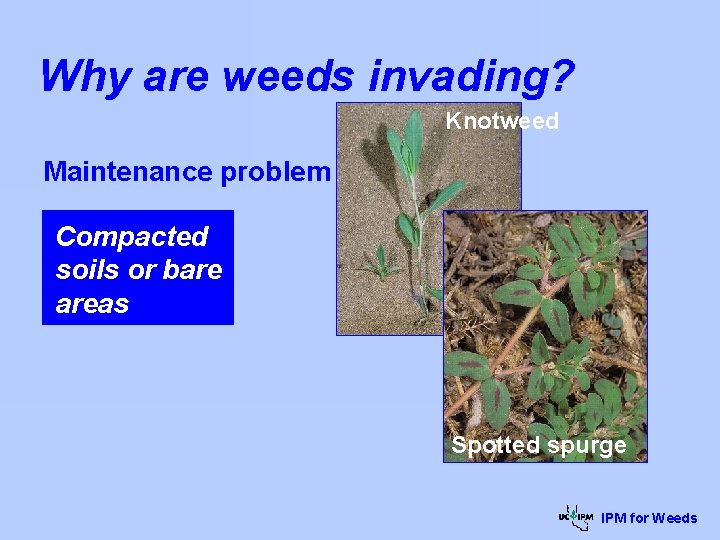 Why are weeds invading? Knotweed Maintenance problem Compacted soils or bare areas Spotted spurge