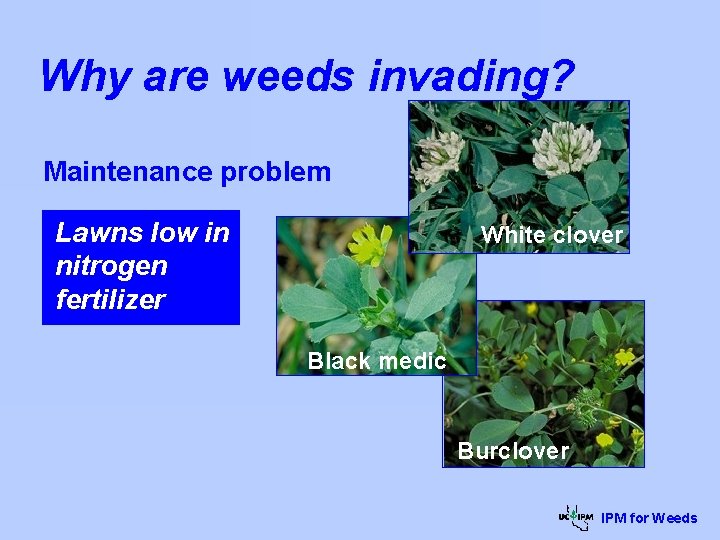 Why are weeds invading? Maintenance problem Lawns low in nitrogen fertilizer White clover Black