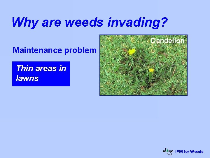 Why are weeds invading? Dandelion Maintenance problem Thin areas in lawns IPM for Weeds