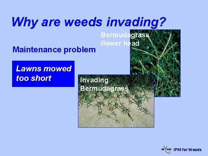 Why are weeds invading? Maintenance problem Lawns mowed too short Bermudagrass flower head Invading