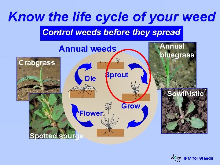 Know the life cycle of your weed Control weeds before they spread Annual bluegrass