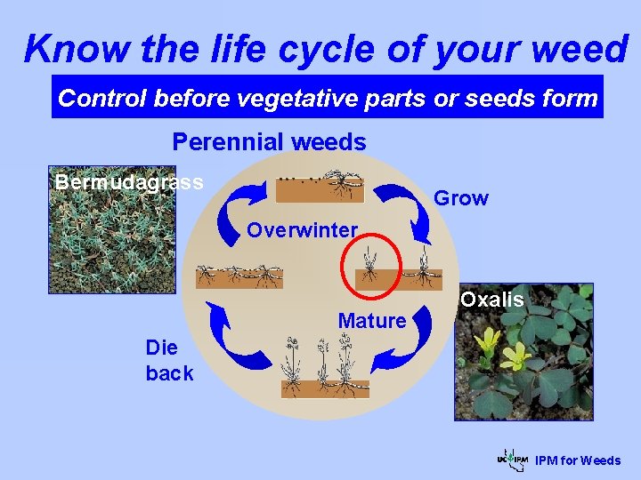 Know the life cycle of your weed Control before vegetative parts or seeds form
