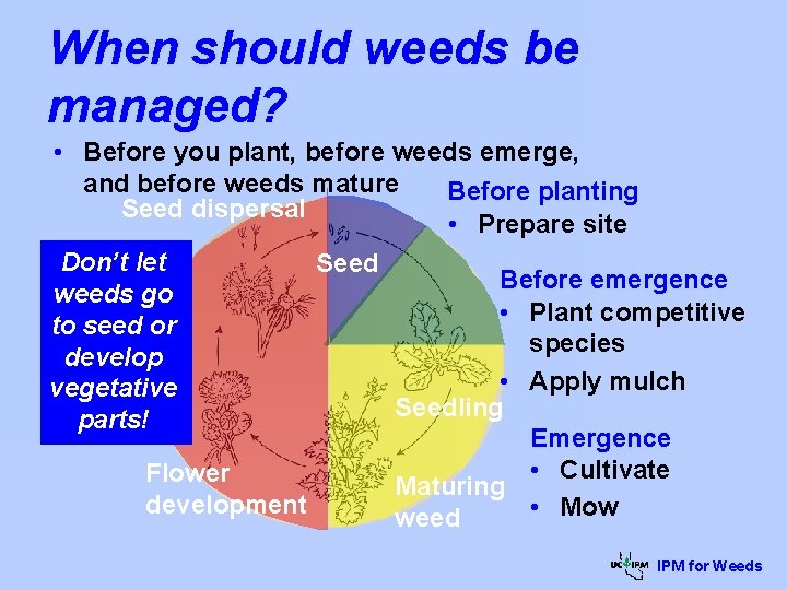 When should weeds be managed? • Before you plant, before weeds emerge, and before