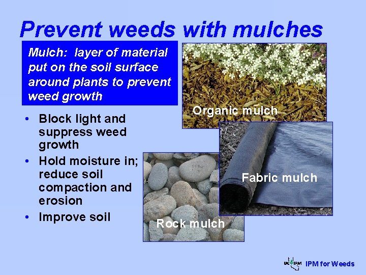 Prevent weeds with mulches Mulch: layer of material put on the soil surface around