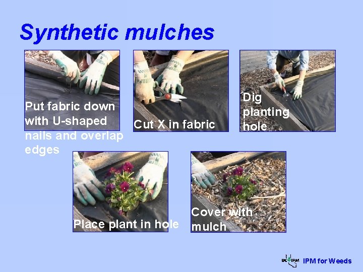 Synthetic mulches Put fabric down with U-shaped Cut X in fabric nails and overlap
