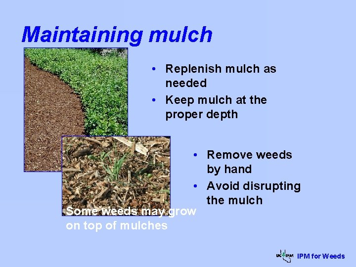 Maintaining mulch • Replenish mulch as needed • Keep mulch at the proper depth