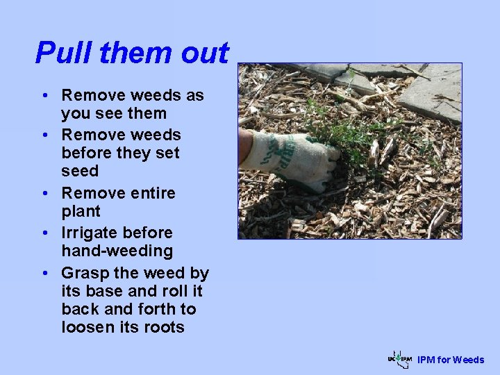 Pull them out • Remove weeds as you see them • Remove weeds before