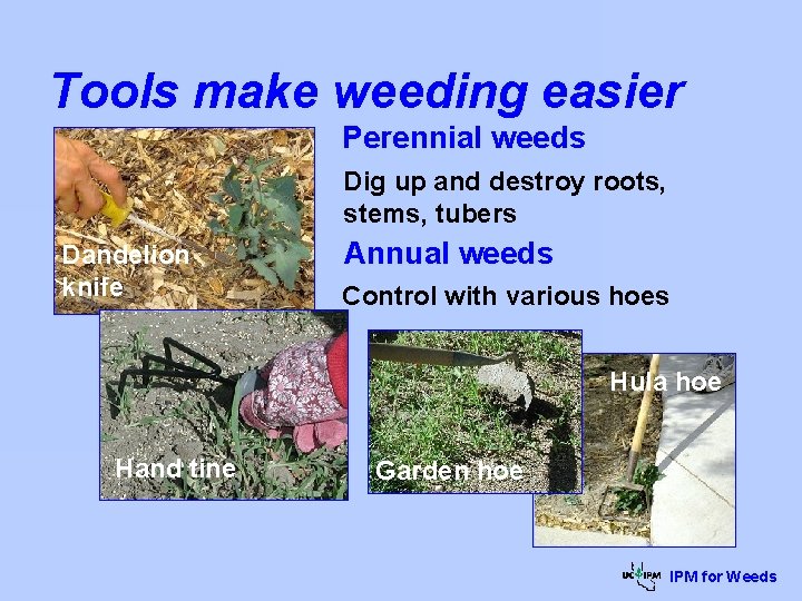 Tools make weeding easier Perennial weeds Dig up and destroy roots, stems, tubers Dandelion