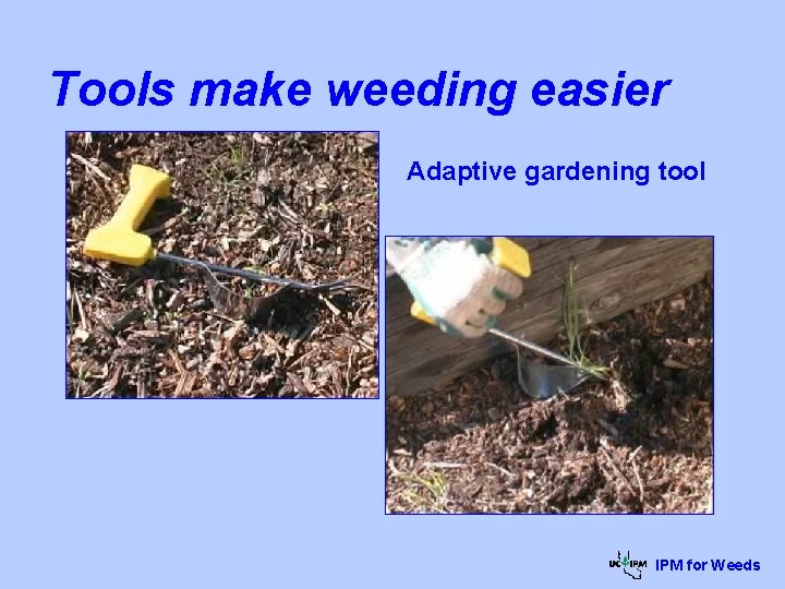 Tools make weeding easier Adaptive gardening tool IPM for Weeds 