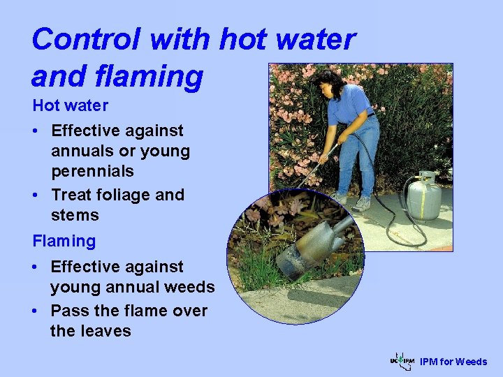 Control with hot water and flaming Hot water • Effective against annuals or young