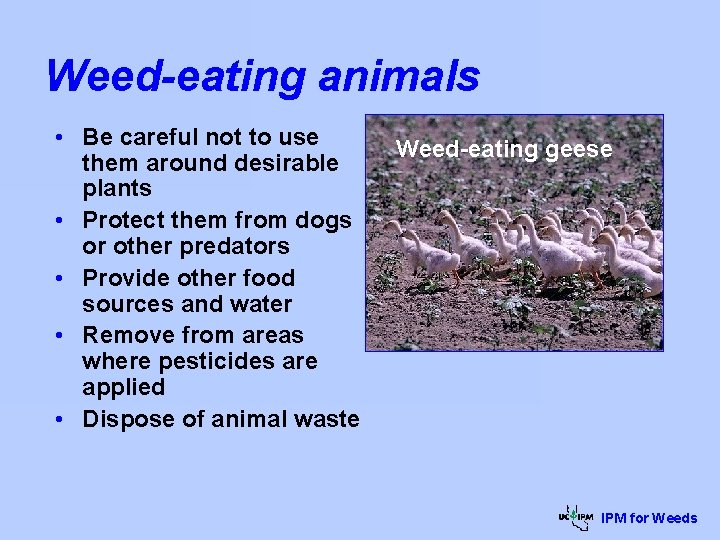 Weed-eating animals • Be careful not to use them around desirable plants • Protect