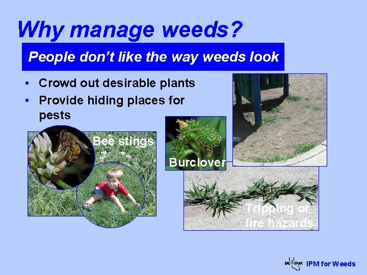 Why manage weeds? People don’t like the way weeds look • Crowd out desirable