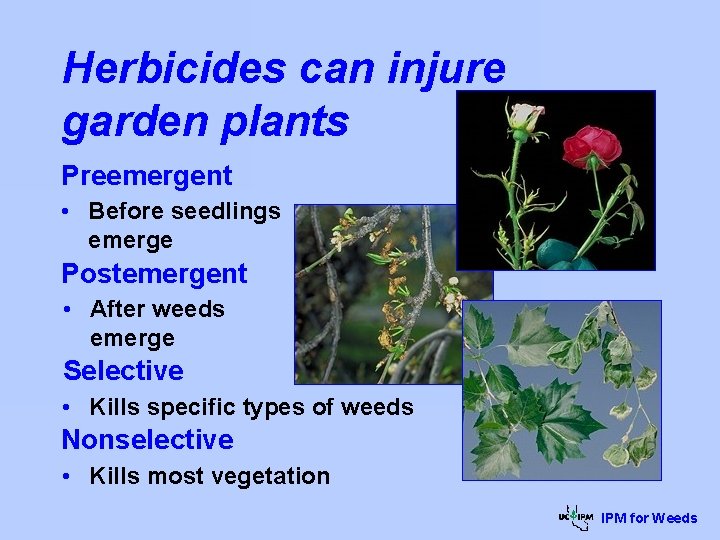 Herbicides can injure garden plants Preemergent • Before seedlings emerge Postemergent • After weeds