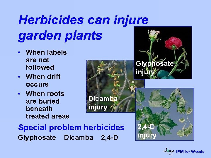 Herbicides can injure garden plants • When labels are not followed • When drift