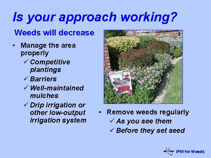 Is your approach working? Weeds will decrease • Manage the area properly ü Competitive