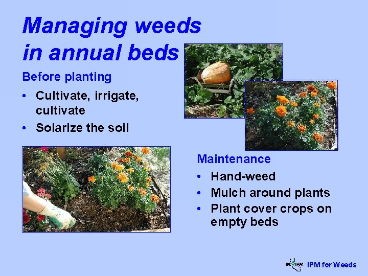 Managing weeds in annual beds Before planting • Cultivate, irrigate, cultivate • Solarize the