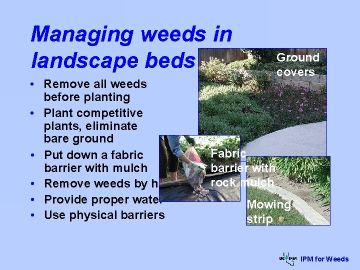 Managing weeds in landscape beds • Remove all weeds before planting • Plant competitive