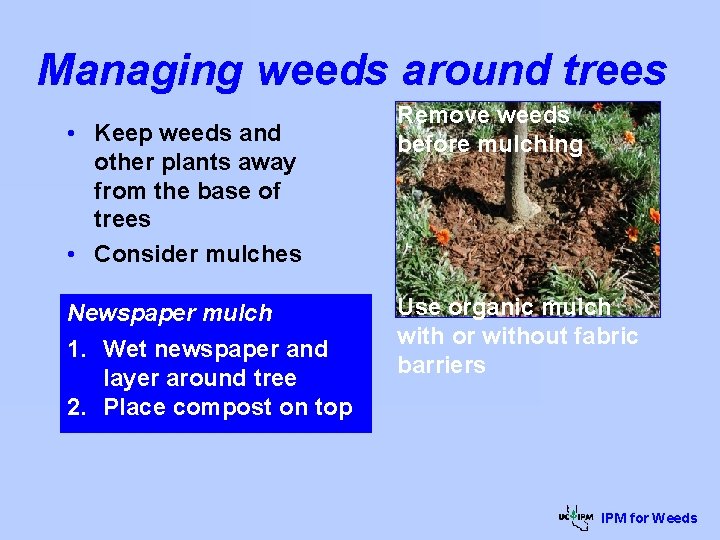 Managing weeds around trees • Keep weeds and other plants away from the base