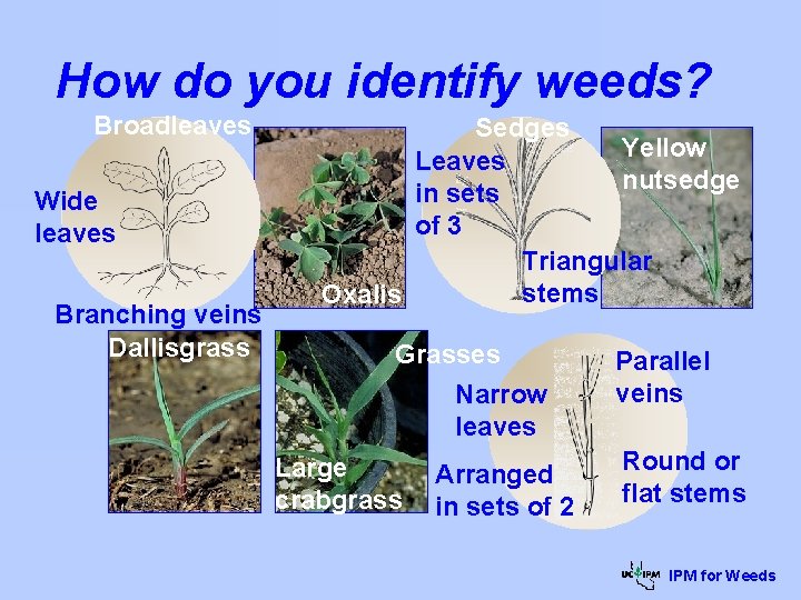 How do you identify weeds? Broadleaves Wide leaves Branching veins Dallisgrass Sedges Yellow Leaves