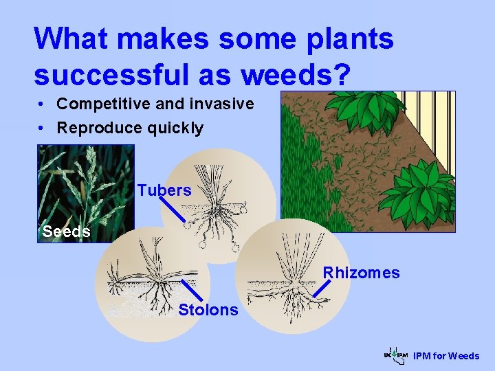 What makes some plants successful as weeds? • Competitive and invasive • Reproduce quickly