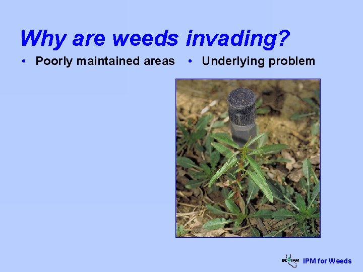 Why are weeds invading? • Poorly maintained areas • Underlying problem IPM for Weeds