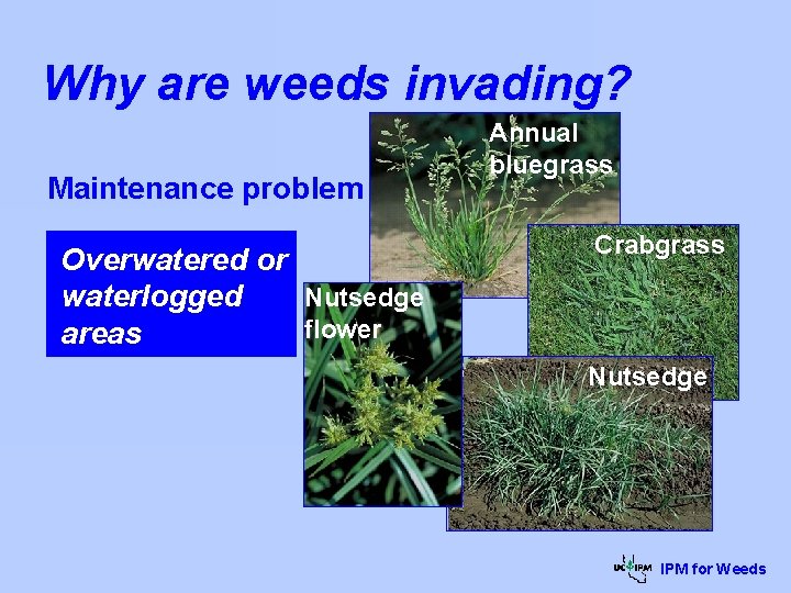 Why are weeds invading? Maintenance problem Overwatered or Nutsedge waterlogged flower areas Annual bluegrass