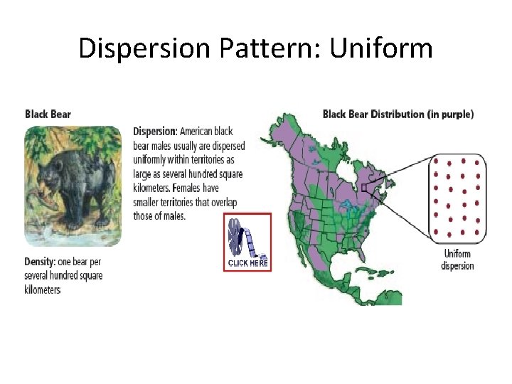 Dispersion Pattern: Uniform 