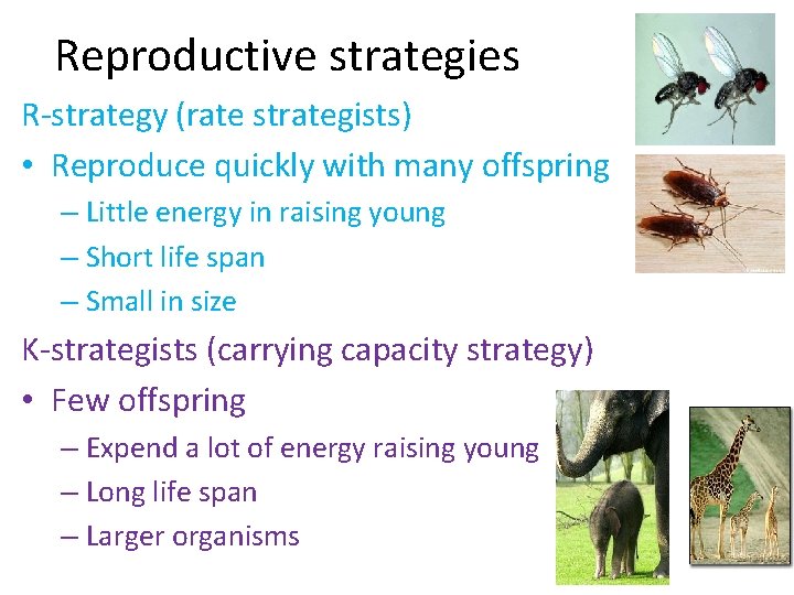 Reproductive strategies R-strategy (rate strategists) • Reproduce quickly with many offspring – Little energy