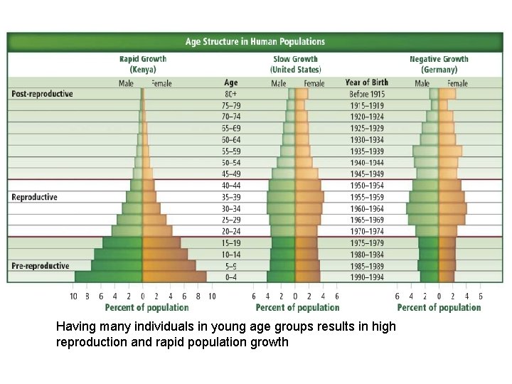 Having many individuals in young age groups results in high reproduction and rapid population
