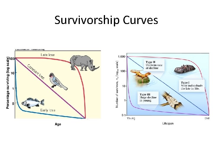 Survivorship Curves 