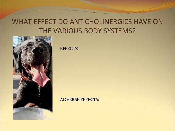 WHAT EFFECT DO ANTICHOLINERGICS HAVE ON THE VARIOUS BODY SYSTEMS? EFFECTS: ADVERSE EFFECTS: WHAT EFFECT DO ANTICHOLINERGICS HAVE ON THE VARIOUS BODY SYSTEMS? EFFECTS: ADVERSE EFFECTS: