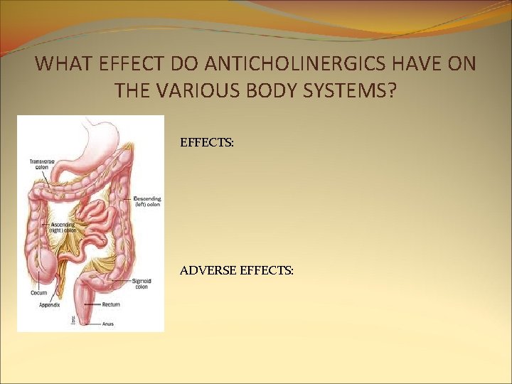 WHAT EFFECT DO ANTICHOLINERGICS HAVE ON THE VARIOUS BODY SYSTEMS? EFFECTS: ADVERSE EFFECTS: WHAT EFFECT DO ANTICHOLINERGICS HAVE ON THE VARIOUS BODY SYSTEMS? EFFECTS: ADVERSE EFFECTS: