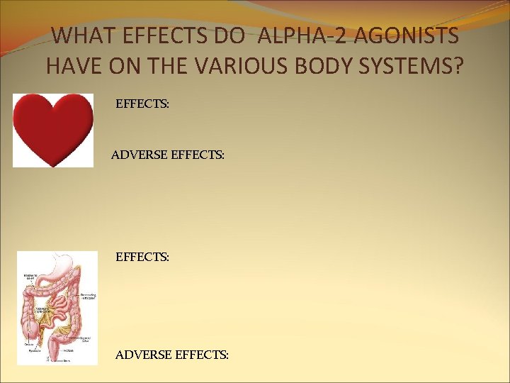 WHAT EFFECTS DO ALPHA-2 AGONISTS HAVE ON THE VARIOUS BODY SYSTEMS? EFFECTS: ADVERSE EFFECTS: WHAT EFFECTS DO ALPHA-2 AGONISTS HAVE ON THE VARIOUS BODY SYSTEMS? EFFECTS: ADVERSE EFFECTS: