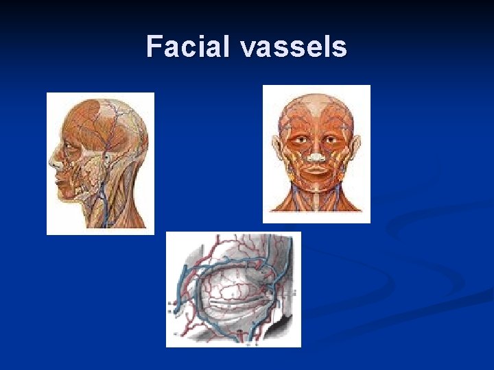 Facial vassels 