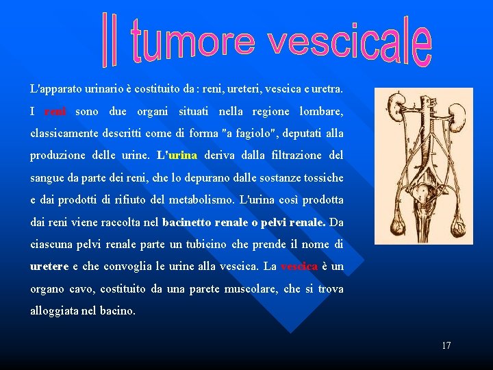 L'apparato urinario è costituito da : reni, ureteri, vescica e uretra. I reni sono