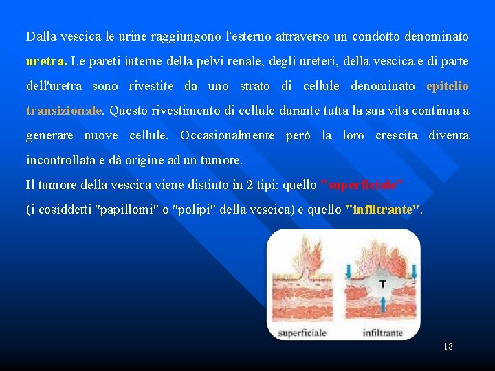 Dalla vescica le urine raggiungono l'esterno attraverso un condotto denominato uretra. Le pareti interne