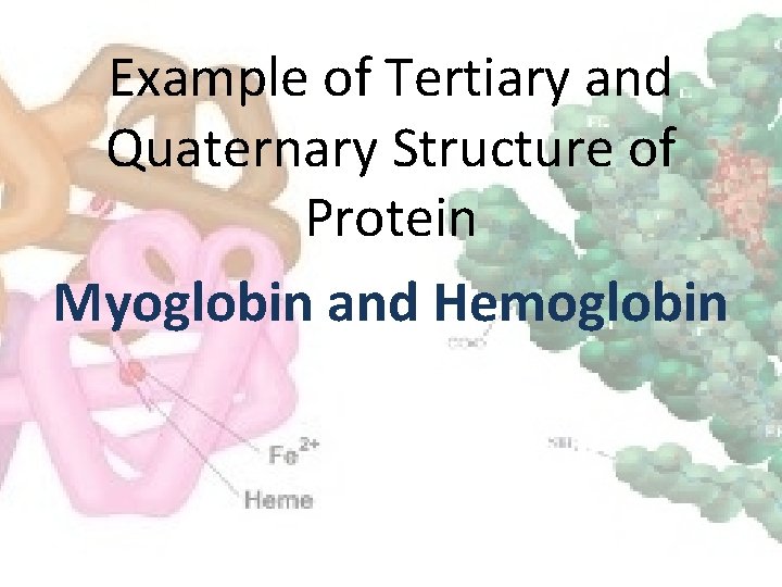 Example of Tertiary and Quaternary Structure of Protein Myoglobin and Hemoglobin 