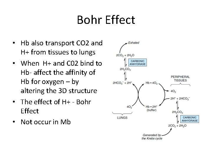 Bohr Effect • Hb also transport CO 2 and H+ from tissues to lungs