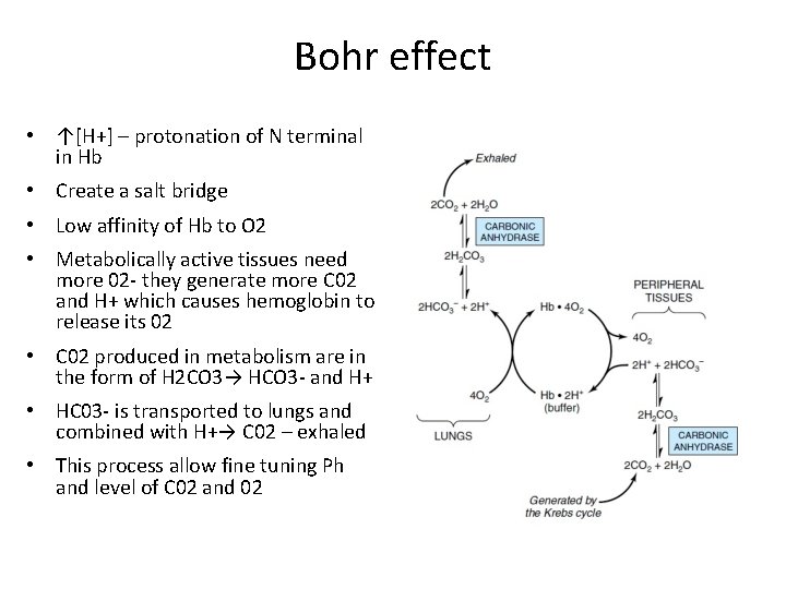 Bohr effect • ↑[H+] – protonation of N terminal in Hb • Create a