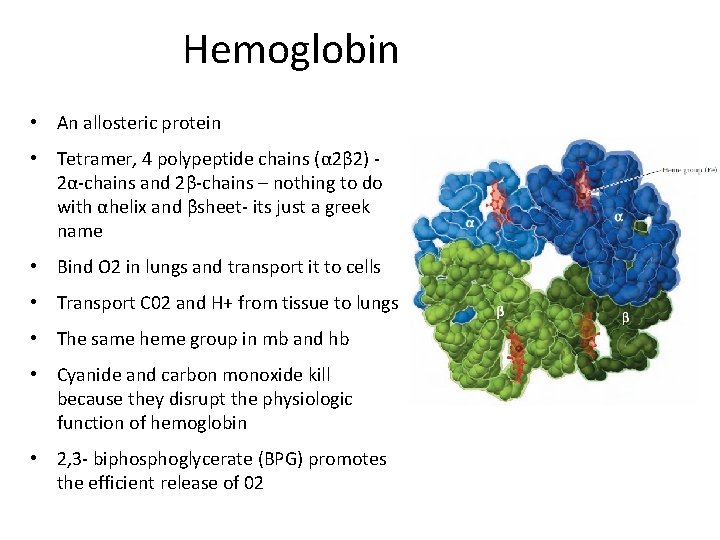 Hemoglobin • An allosteric protein • Tetramer, 4 polypeptide chains (α 2β 2) 2α-chains