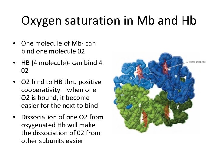 Oxygen saturation in Mb and Hb • One molecule of Mb- can bind one