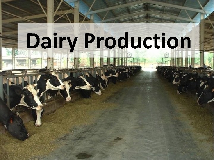 Dairy Production 
