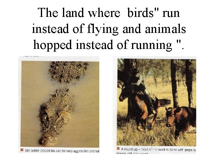 The land where birds" run instead of flying and animals hopped instead of running
