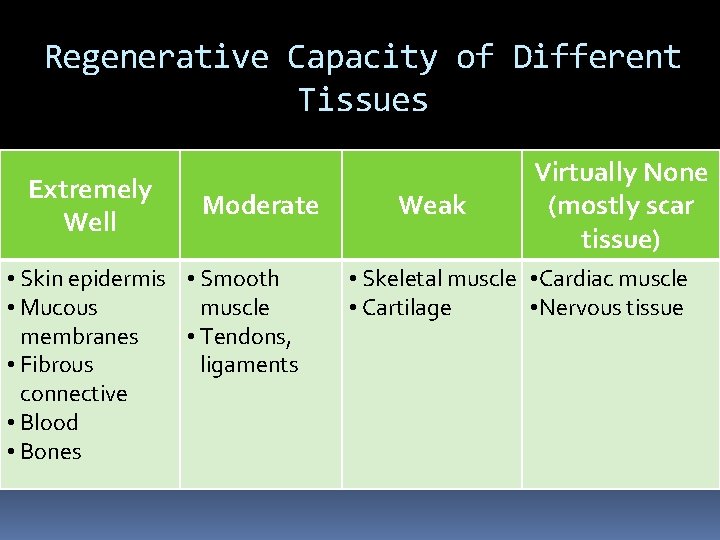 Regenerative Capacity of Different Tissues Extremely Well Moderate • Skin epidermis • Smooth •