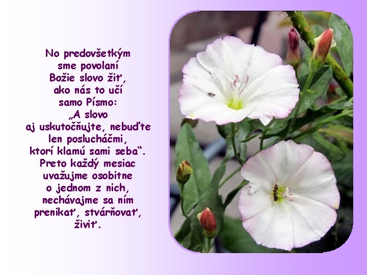 No predovšetkým sme povolaní Božie slovo žiť, ako nás to učí samo Písmo: „A No predovšetkým sme povolaní Božie slovo žiť, ako nás to učí samo Písmo: „A