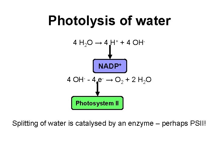Photolysis of water 4 H 2 O → 4 H+ + 4 OHNADP+ 4 Photolysis of water 4 H 2 O → 4 H+ + 4 OHNADP+ 4
