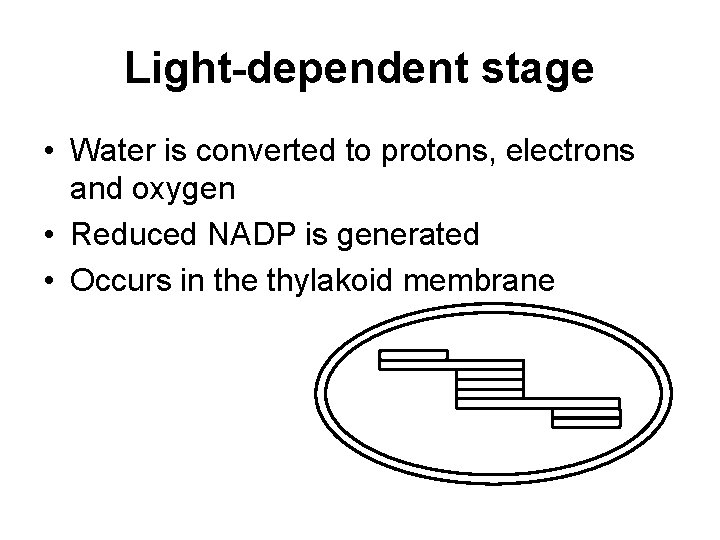 Light-dependent stage • Water is converted to protons, electrons and oxygen • Reduced NADP Light-dependent stage • Water is converted to protons, electrons and oxygen • Reduced NADP