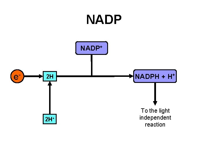NADP+ e- 2 H NADPH + H+ 2 H+ To the light independent reaction NADP+ e- 2 H NADPH + H+ 2 H+ To the light independent reaction