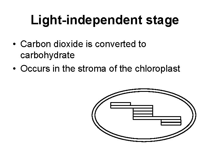 Light-independent stage • Carbon dioxide is converted to carbohydrate • Occurs in the stroma Light-independent stage • Carbon dioxide is converted to carbohydrate • Occurs in the stroma
