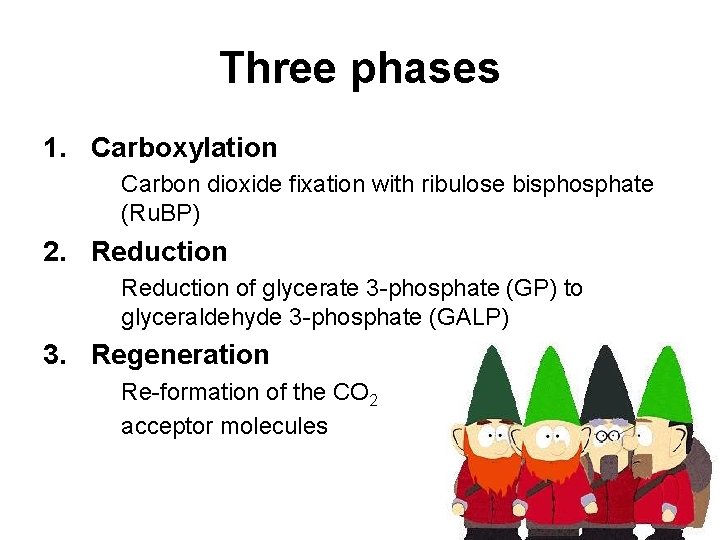 Three phases 1. Carboxylation Carbon dioxide fixation with ribulose bisphosphate (Ru. BP) 2. Reduction Three phases 1. Carboxylation Carbon dioxide fixation with ribulose bisphosphate (Ru. BP) 2. Reduction